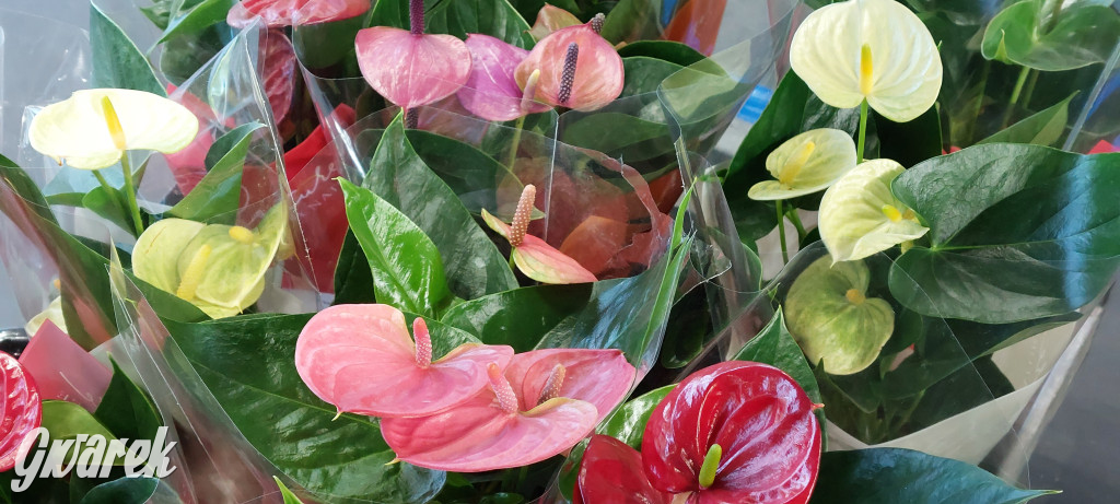 Bytom. Targi kwiatów