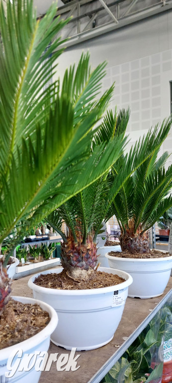 Bytom. Targi kwiatów