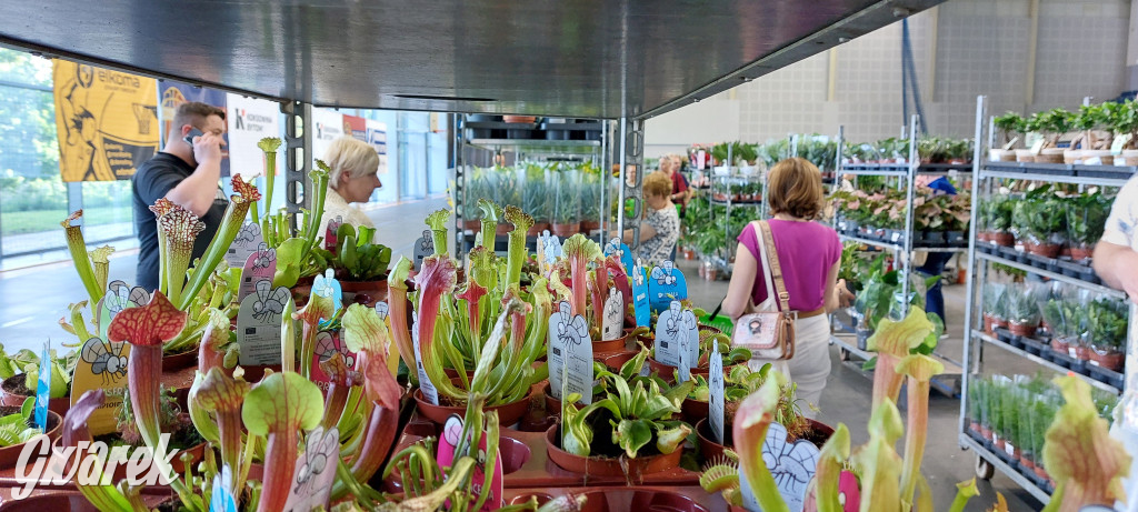 Bytom. Targi kwiatów