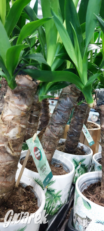 Bytom. Targi kwiatów