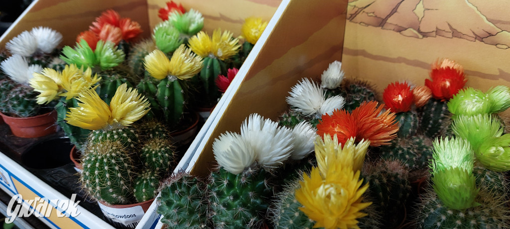 Bytom. Targi kwiatów