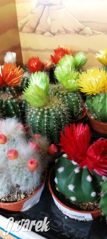 Bytom. Targi kwiatów