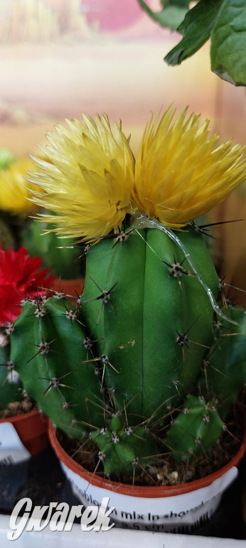 Bytom. Targi kwiatów