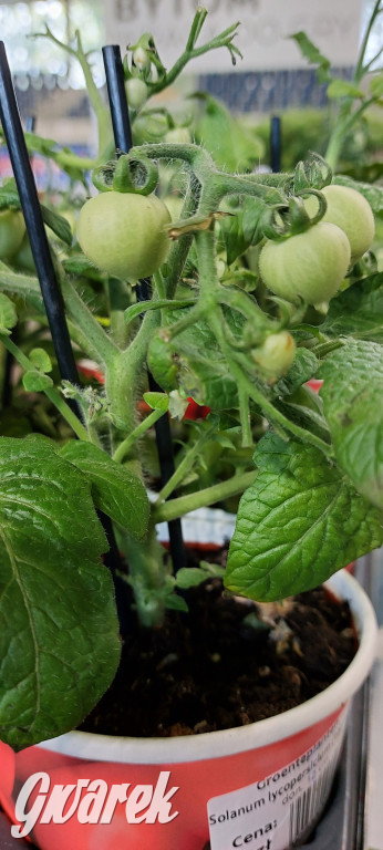 Bytom. Targi kwiatów