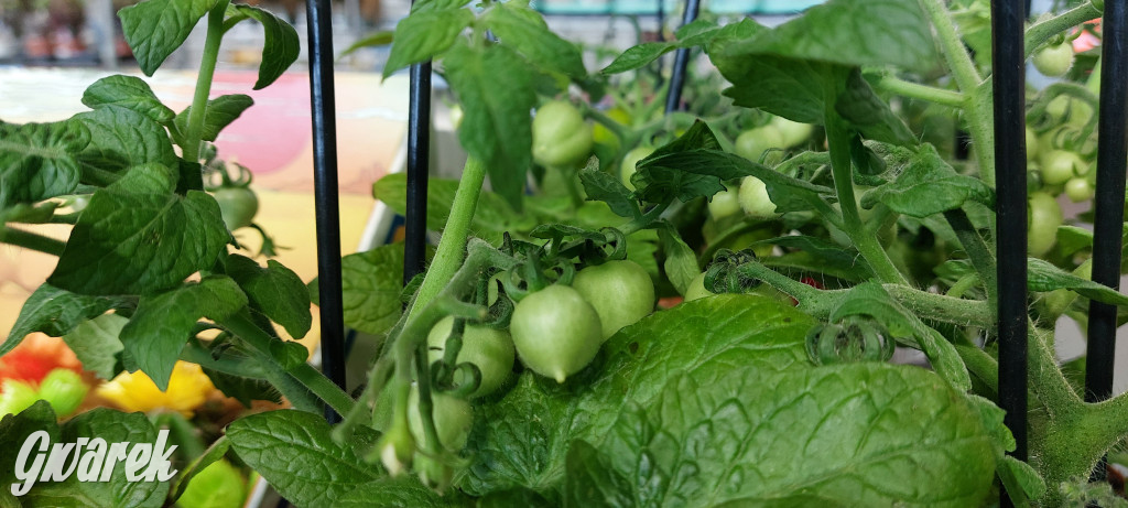 Bytom. Targi kwiatów