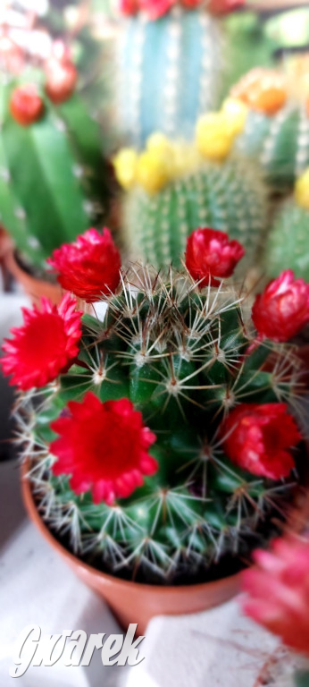 Bytom. Targi kwiatów