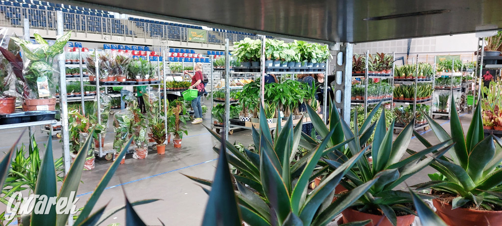 Bytom. Targi kwiatów