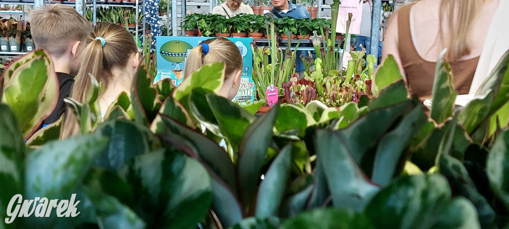 Bytom. Targi kwiatów