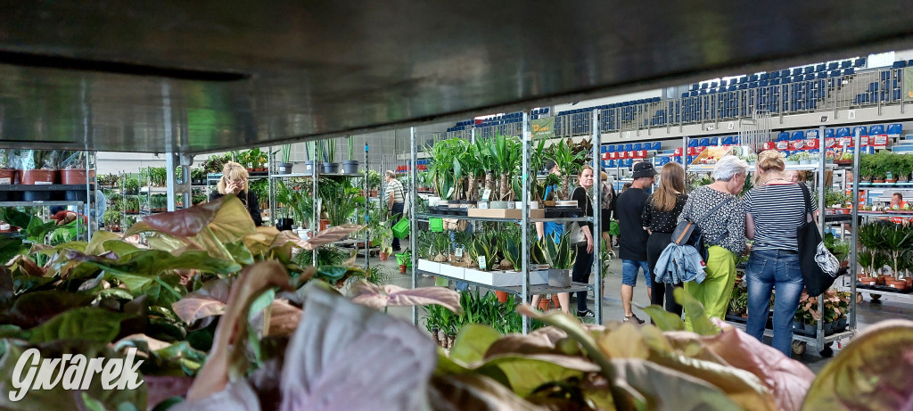 Bytom. Targi kwiatów