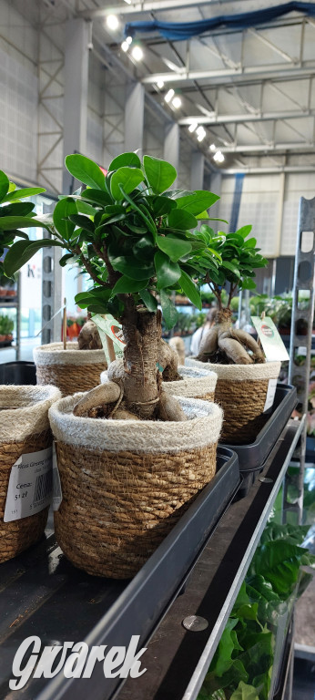 Bytom. Targi kwiatów