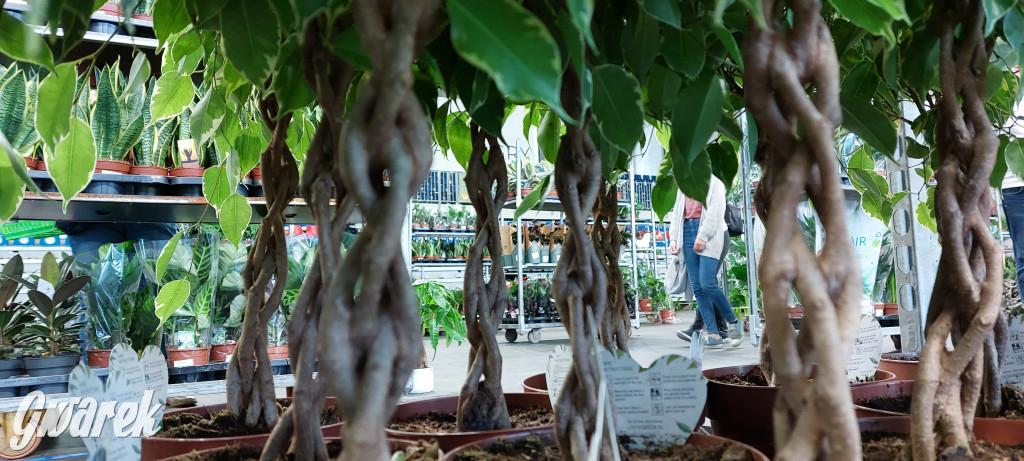 Bytom. Targi kwiatów