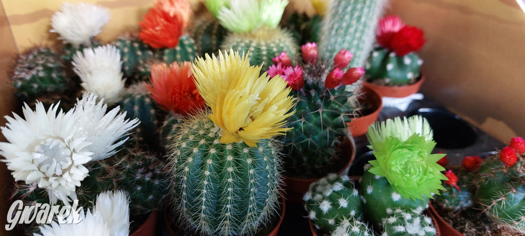 Bytom. Targi kwiatów