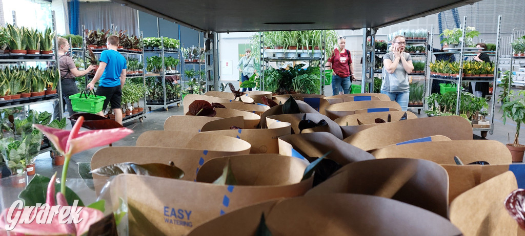 Bytom. Targi kwiatów