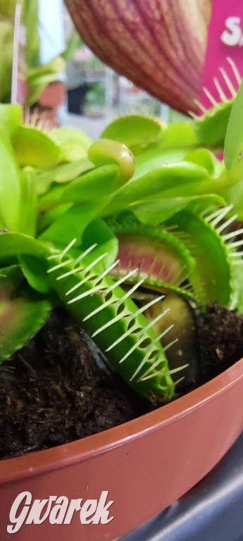 Bytom. Targi kwiatów