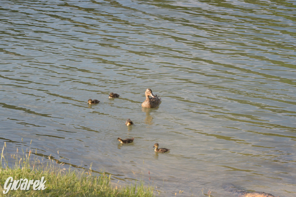 Nakło-Chechło. Dobre miejsce na wypoczynek nad wodą