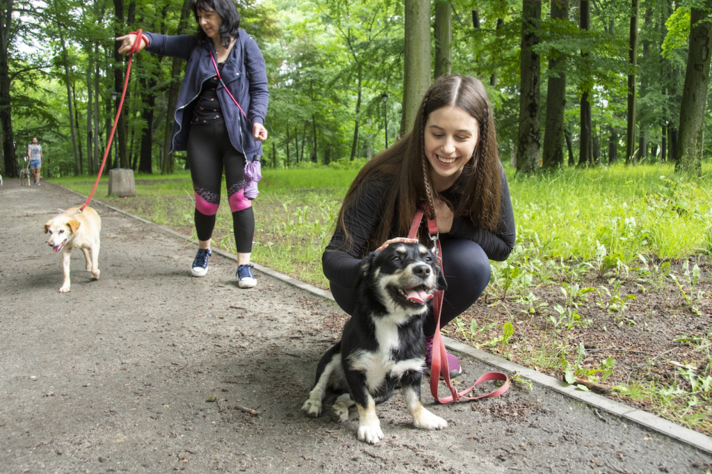 Weekend pod znakiem psów. Spacery i wystawa