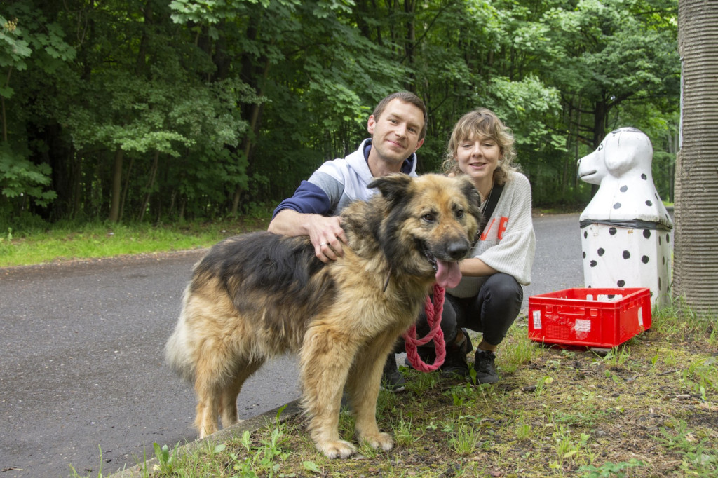Weekend pod znakiem psów. Spacery i wystawa