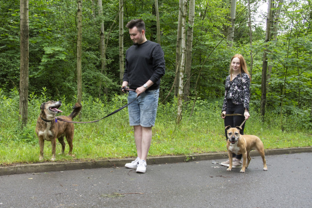 Weekend pod znakiem psów. Spacery i wystawa