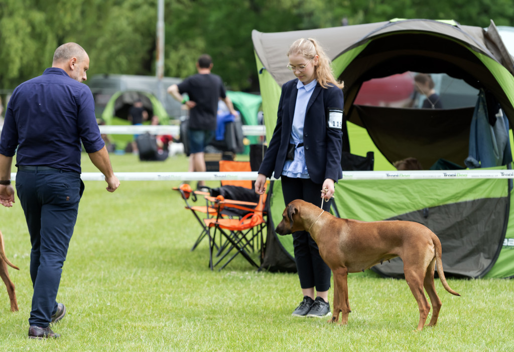 Weekend pod znakiem psów. Spacery i wystawa