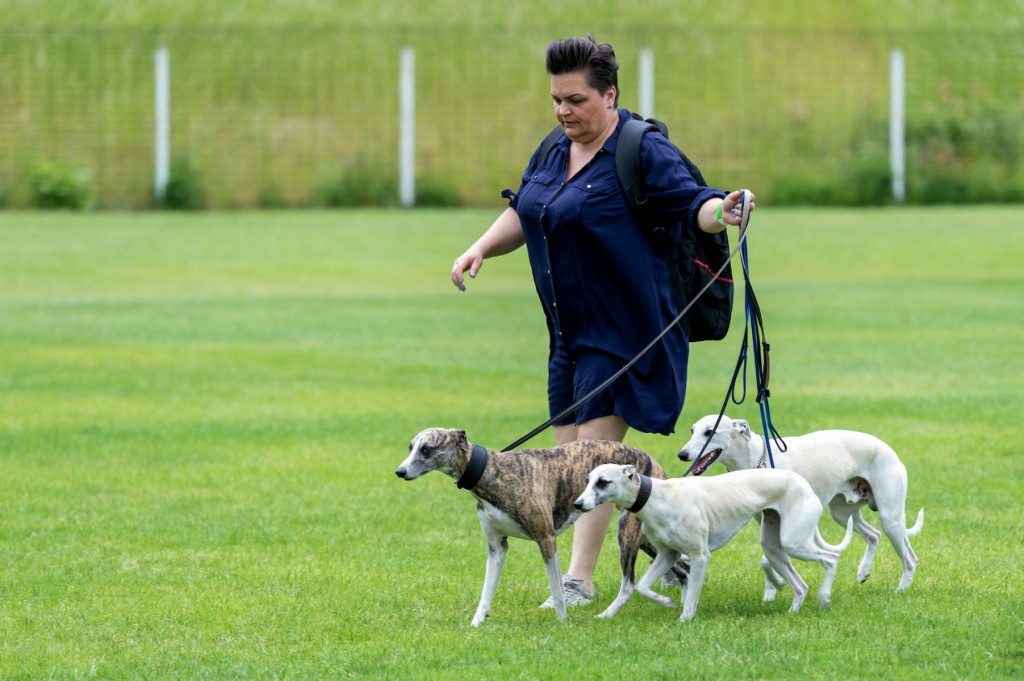 Weekend pod znakiem psów. Spacery i wystawa