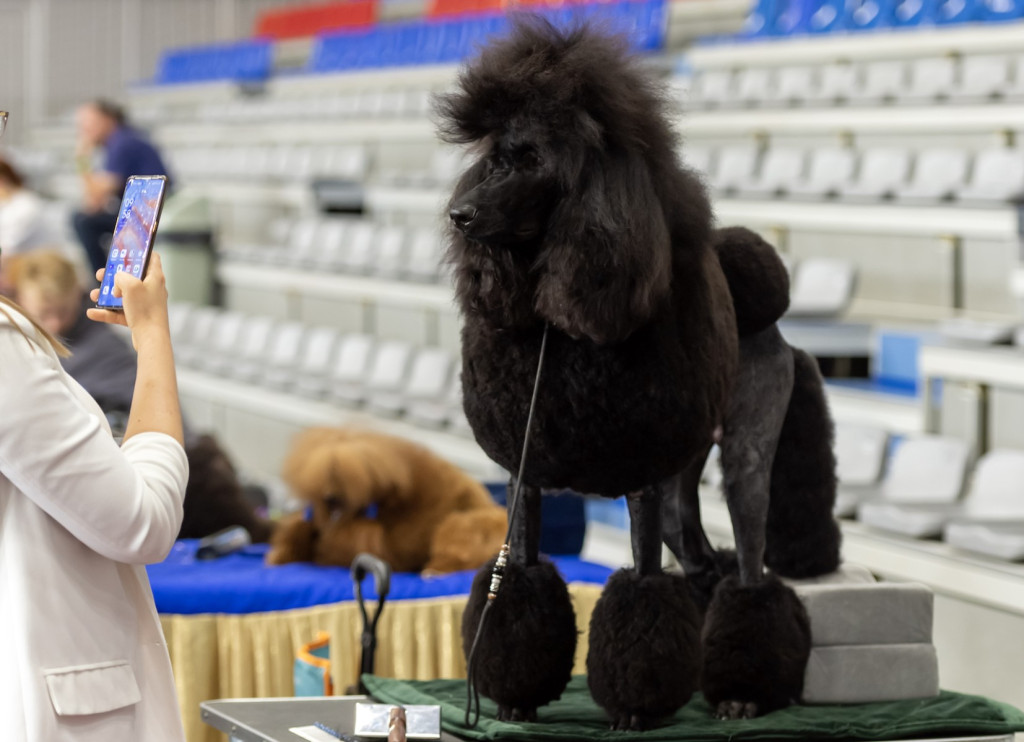 Weekend pod znakiem psów. Spacery i wystawa