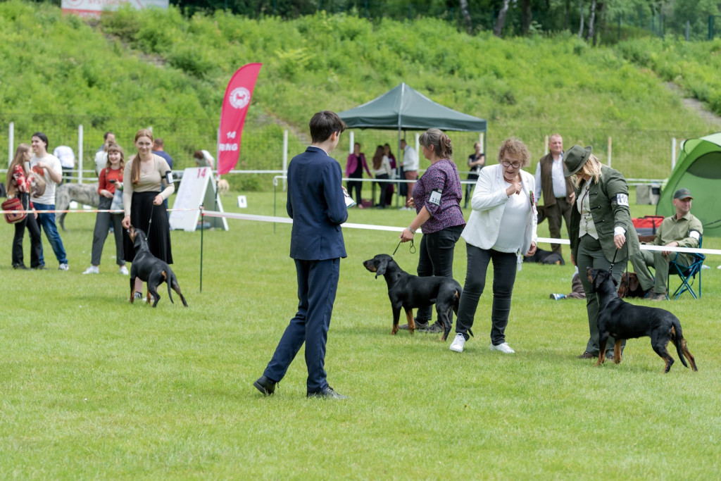 Weekend pod znakiem psów. Spacery i wystawa