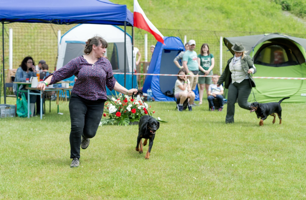 Weekend pod znakiem psów. Spacery i wystawa