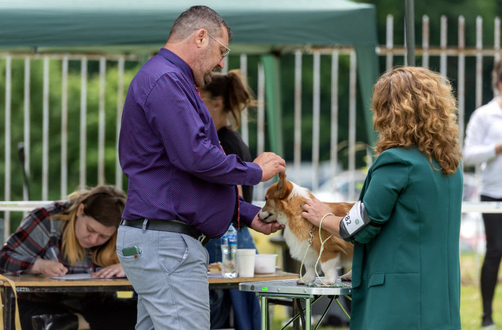 Weekend pod znakiem psów. Spacery i wystawa