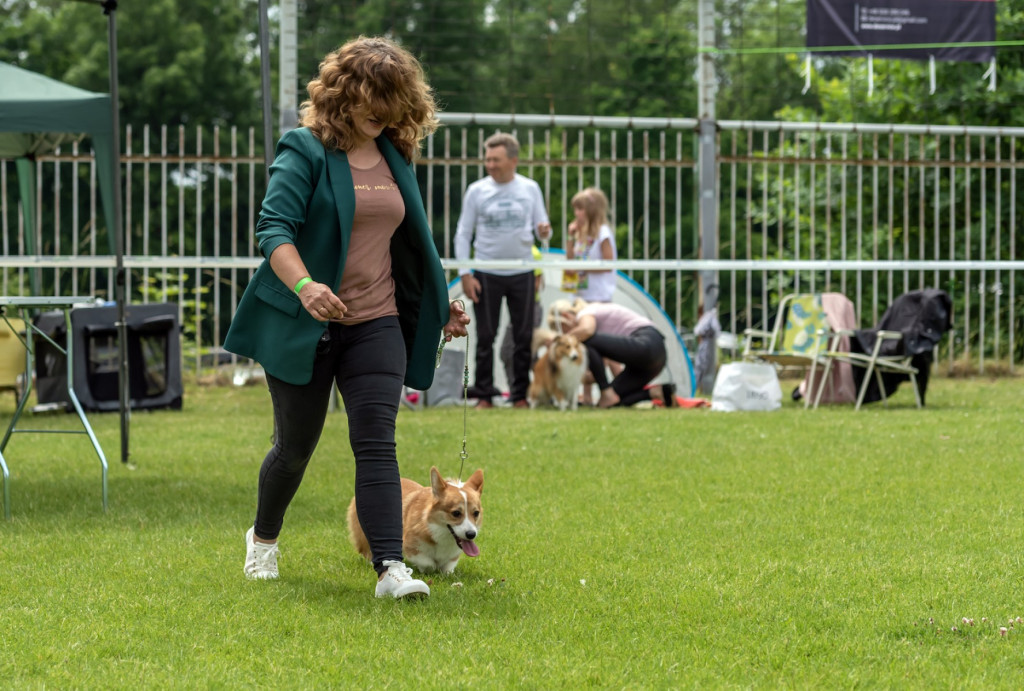 Weekend pod znakiem psów. Spacery i wystawa