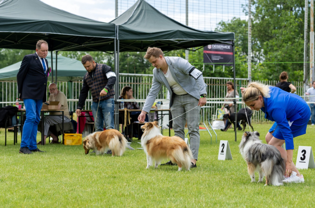 Weekend pod znakiem psów. Spacery i wystawa