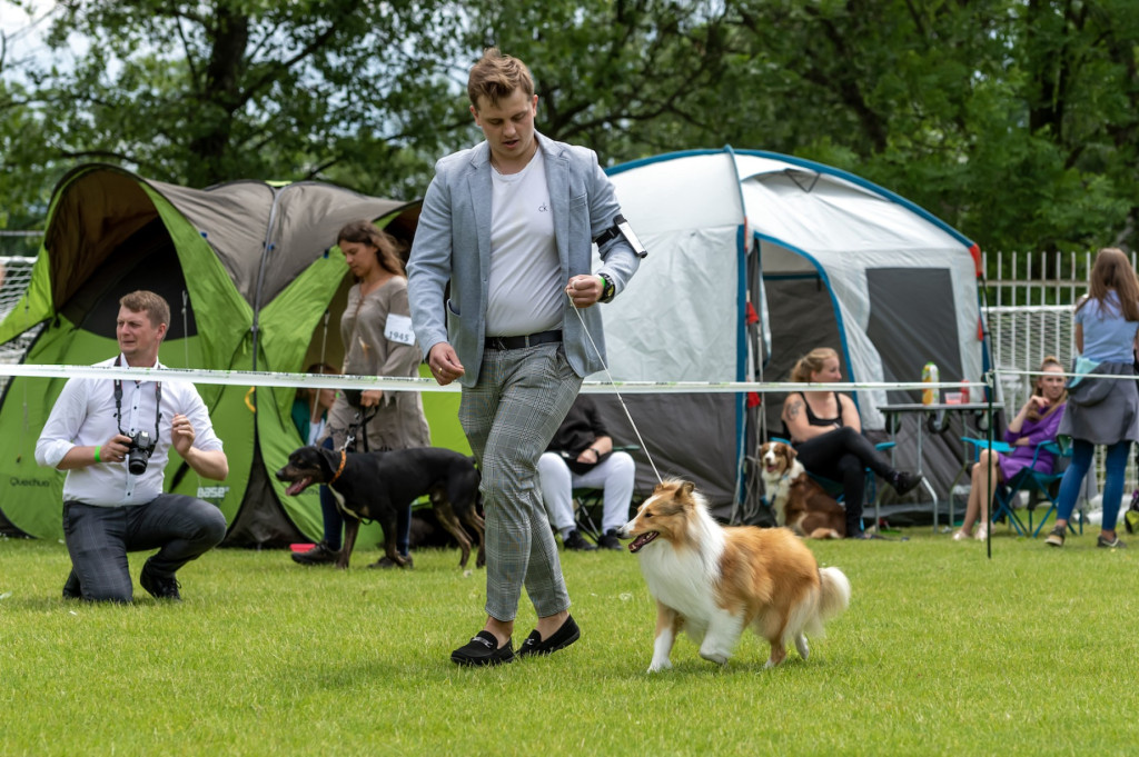 Weekend pod znakiem psów. Spacery i wystawa