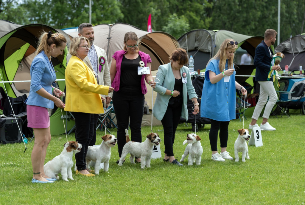 Weekend pod znakiem psów. Spacery i wystawa