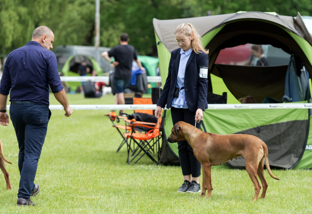 Weekend pod znakiem psów. Spacery i wystawa