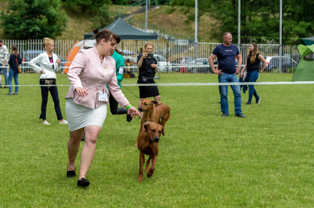 Weekend pod znakiem psów. Spacery i wystawa