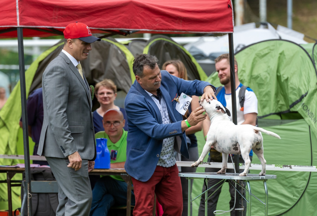 Weekend pod znakiem psów. Spacery i wystawa