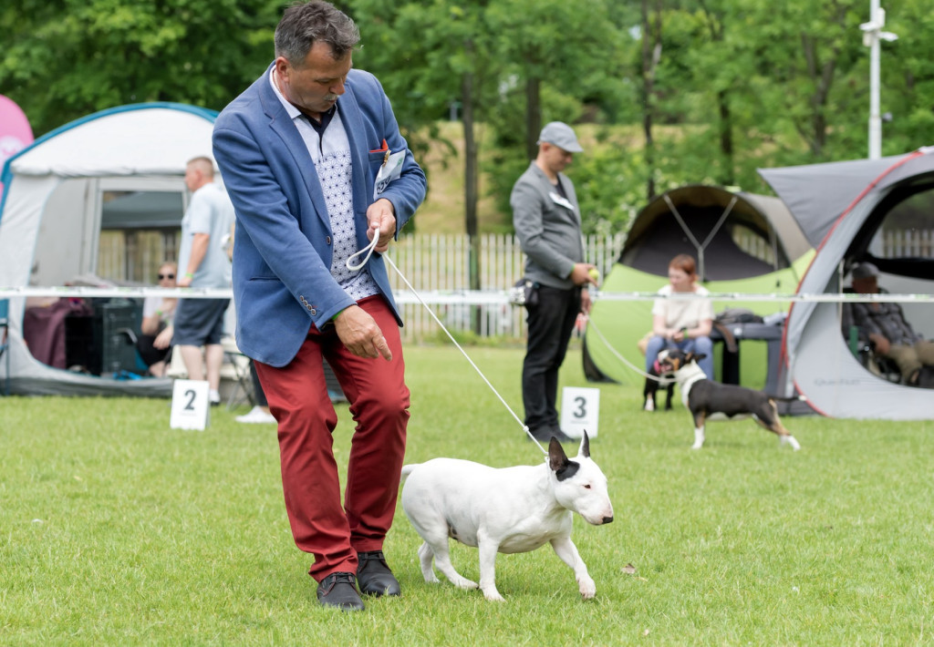 Weekend pod znakiem psów. Spacery i wystawa
