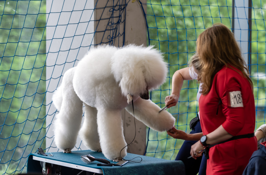 Weekend pod znakiem psów. Spacery i wystawa