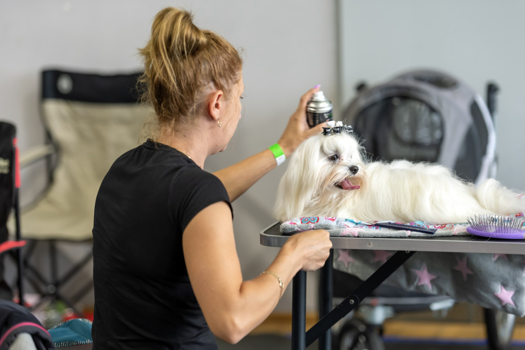 Weekend pod znakiem psów. Spacery i wystawa