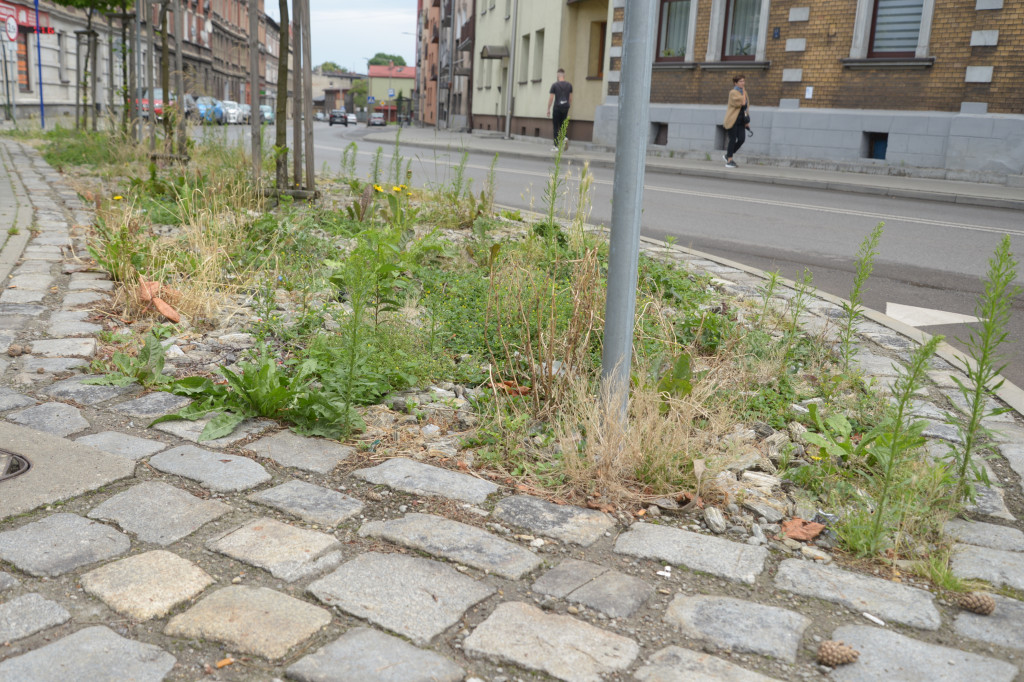 Tarnowskie Góry. Zachwaszczone i zaśmiecone zieleńce