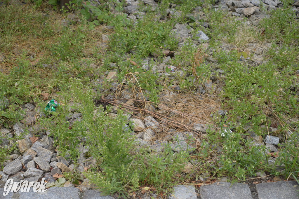 Tarnowskie Góry. Zachwaszczone i zaśmiecone zieleńce