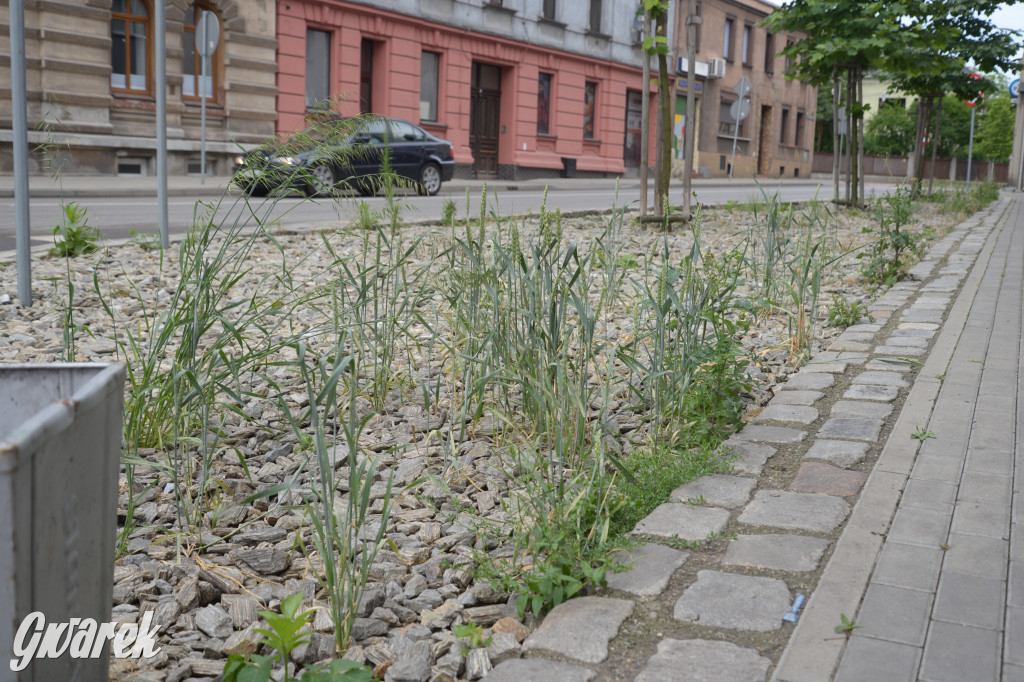 Tarnowskie Góry. Zachwaszczone i zaśmiecone zieleńce