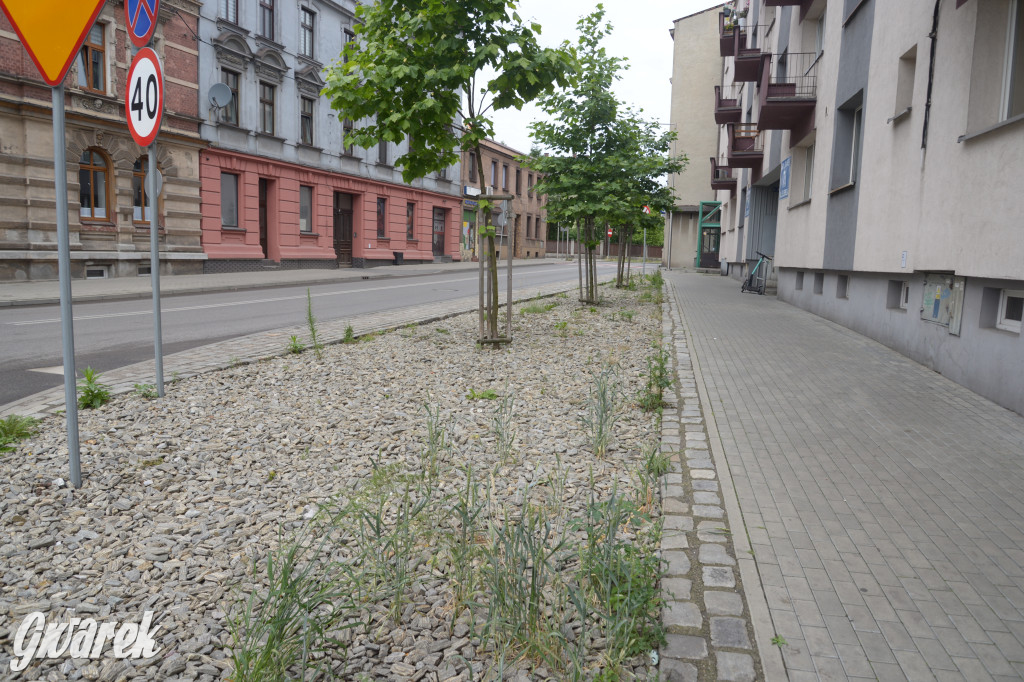 Tarnowskie Góry. Zachwaszczone i zaśmiecone zieleńce