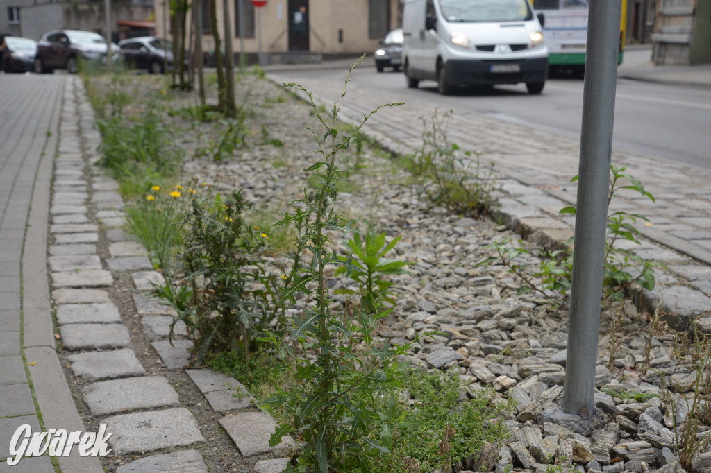 Tarnowskie Góry. Zachwaszczone i zaśmiecone zieleńce