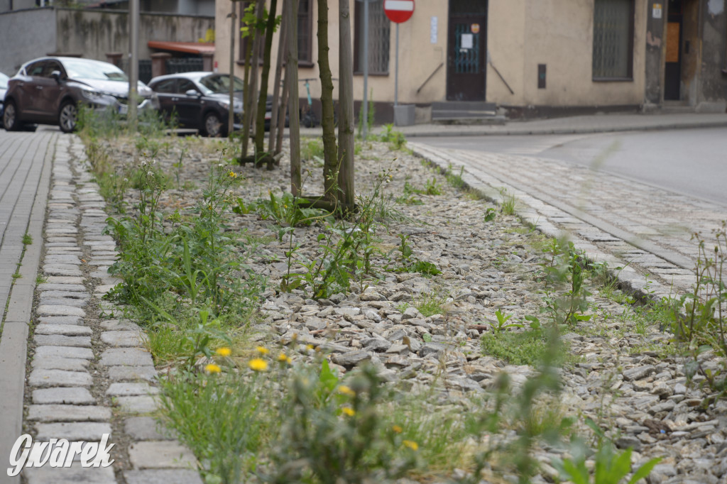 Tarnowskie Góry. Zachwaszczone i zaśmiecone zieleńce