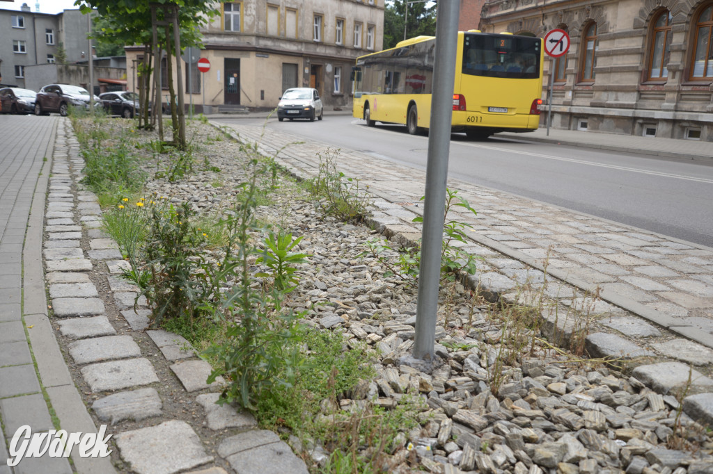 Tarnowskie Góry. Zachwaszczone i zaśmiecone zieleńce