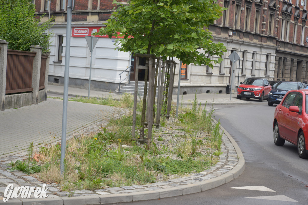 Tarnowskie Góry. Zachwaszczone i zaśmiecone zieleńce