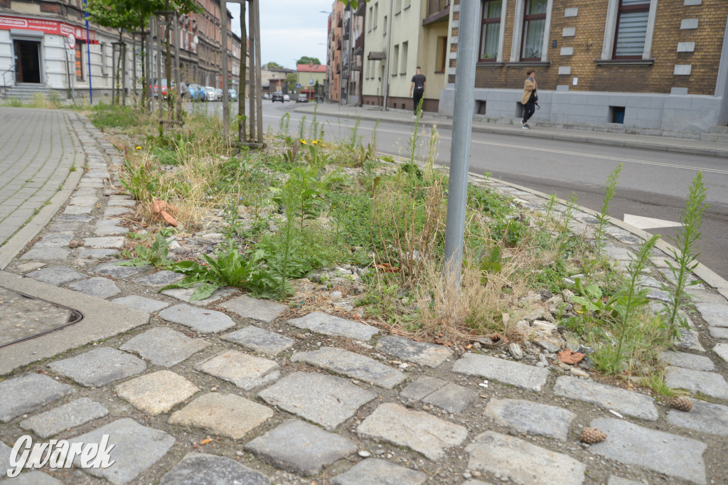Tarnowskie Góry. Zachwaszczone i zaśmiecone zieleńce