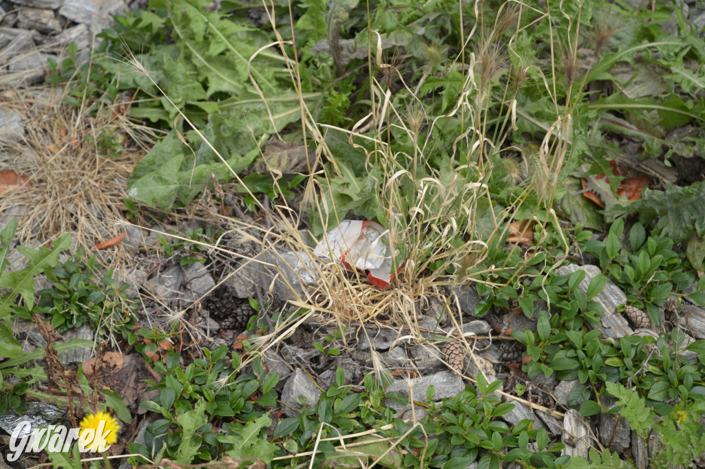 Tarnowskie Góry. Zachwaszczone i zaśmiecone zieleńce