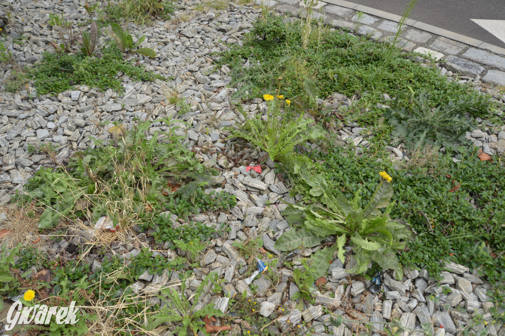 Tarnowskie Góry. Zachwaszczone i zaśmiecone zieleńce