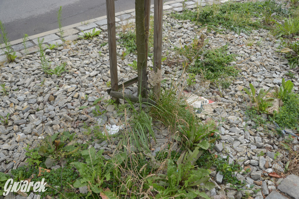 Tarnowskie Góry. Zachwaszczone i zaśmiecone zieleńce